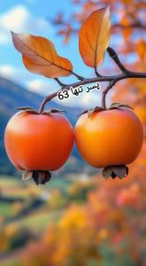 🍁🍁🍂🍂🍁🍁