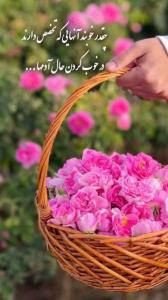 🌹🌹🌹🌹