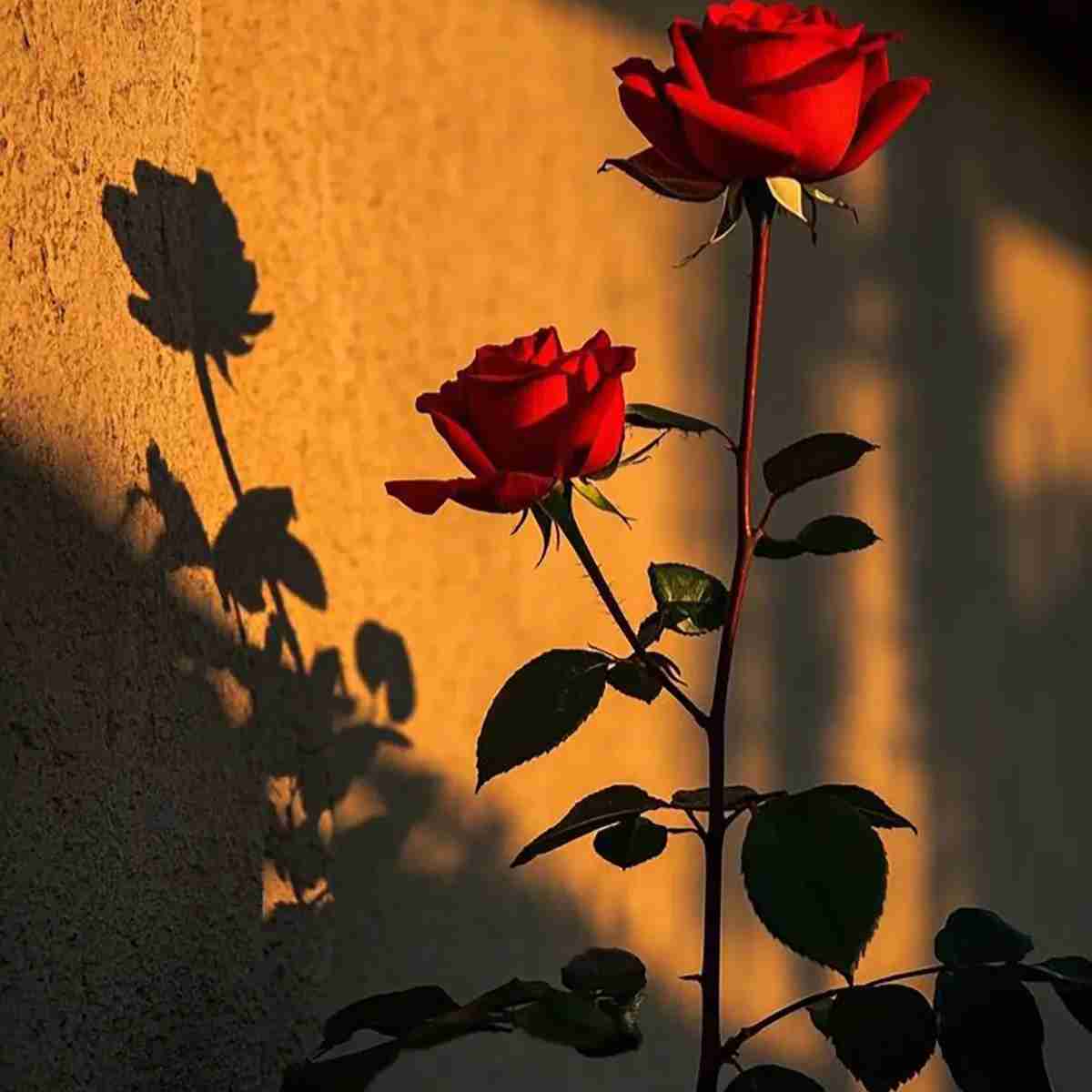 بنازم به غیرت غم ،  که هیچوقت تنهام نزاشت...🖤️️ 