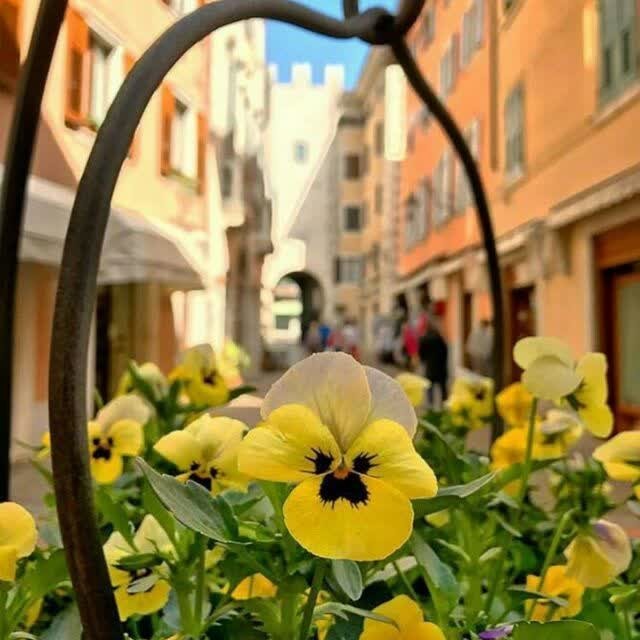 🌱التماس به خدا جرأت است 
اگر برآورده شود ، رحمت است ؛
اگر ب