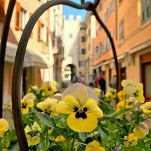 🌱التماس به خدا جرأت است 
اگر برآورده شود ، رحمت است ؛
اگر ب