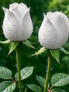 سعید🌟🌟🌟