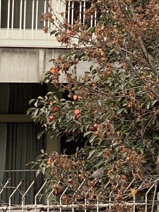 پیرمرد که از دنیا رفت
امسال دیگه کسی خرمالوها رو نچید.
