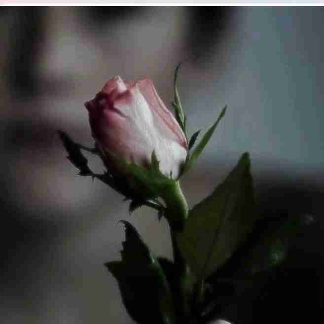 گل برا شما دوستان 