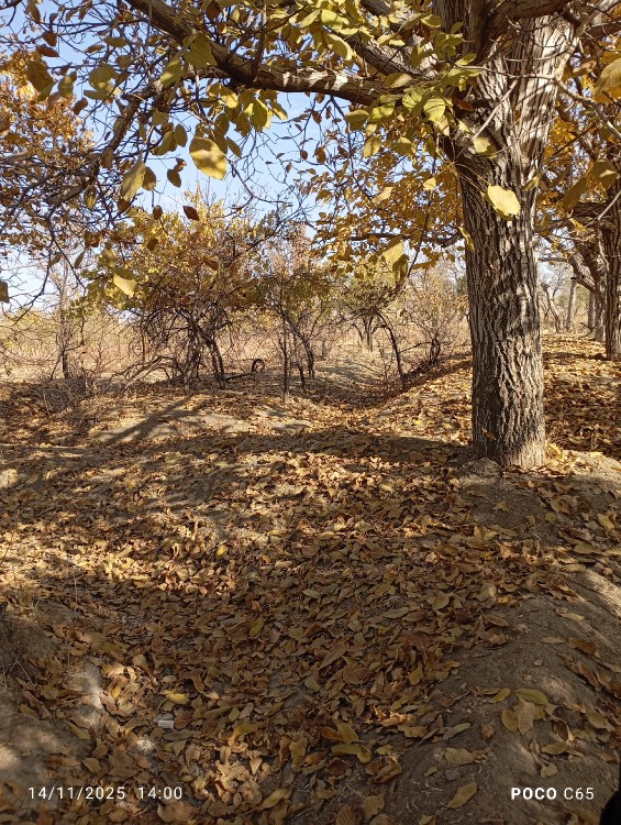 به وقت جمعه گردی در روستا 