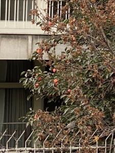 پیرمرد که از دنیا رفت
امسال دیگه کسی خرمالوها رو نچید.
