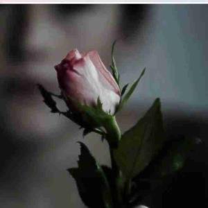 گل برا شما دوستان 