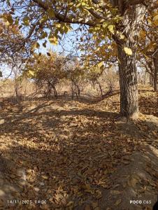 به وقت جمعه گردی در روستا 