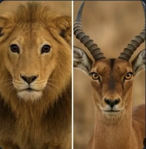 می‌گویند که شر در چشم است نه سر