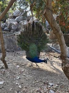 باغ پرندگان اصفهان