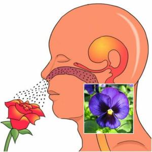 ✅بوی گل‌های بنفشه را فقط تا چند 