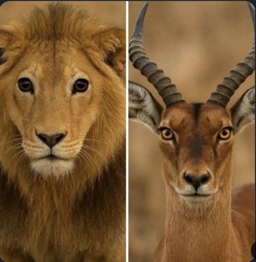 می‌گویند که شر در چشم است نه سر