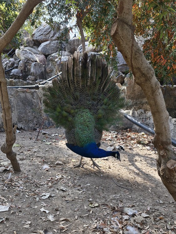 باغ پرندگان اصفهان