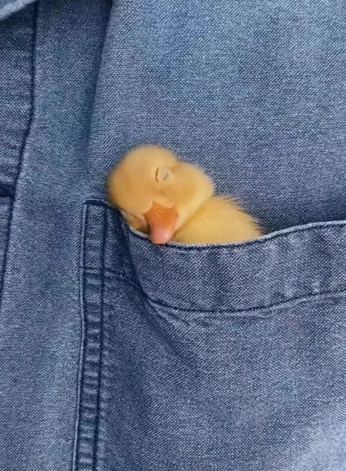 پادشاهی می‌ کند صیدی که صیادش تویی