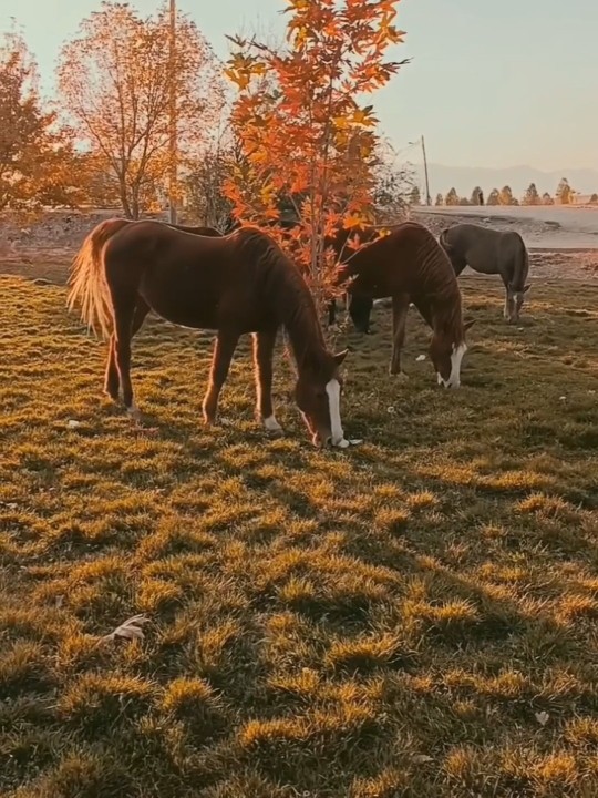 
امیدوارم هفته ی شادی درپیش رو داشته باشید 🍀