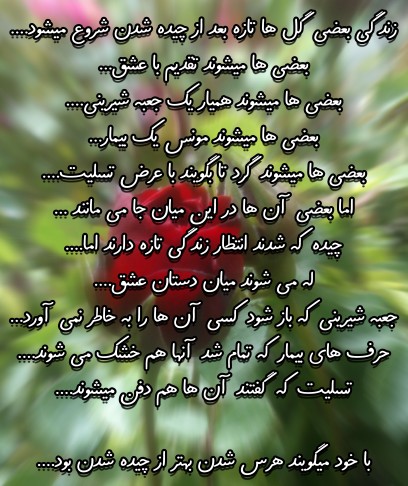 شبتون پر مهر 🌸