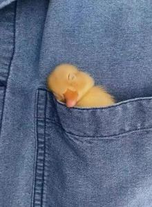 پادشاهی می‌ کند صیدی که صیادش تویی