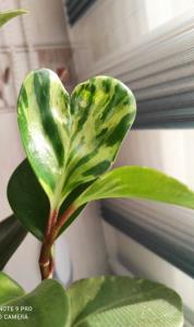 خدایا شکرت واسه این همه قشنگی...💚