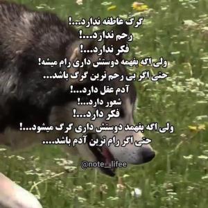 فرق هست بین گرگی که گرگ بدنیا آمده👇🏻👇🏻