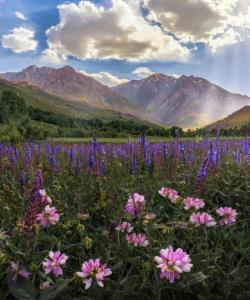 🔷 امام رضا علیه السلام : 
