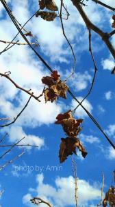 یه برگ‌خشک🍁انتظار بارون رو میکشه...☁️☁️☁️(کپشن)