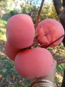 خرمالو 😋😋