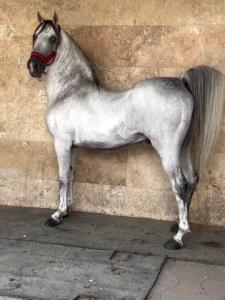 یاشار،،،هوی پیاده روی کرده🏇🏻