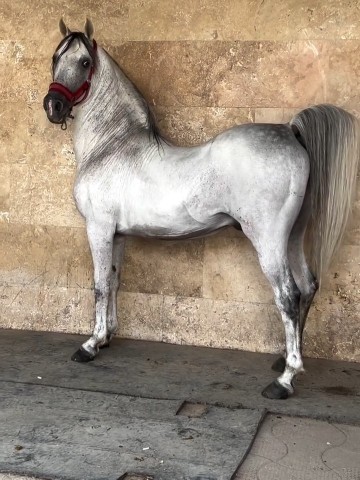 یاشار،،،هوی پیاده روی کرده🏇🏻