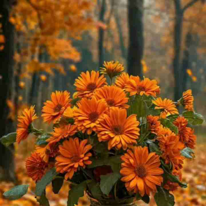 این گلهای زیبا تقدیم به آبجی و داداش های خبری 