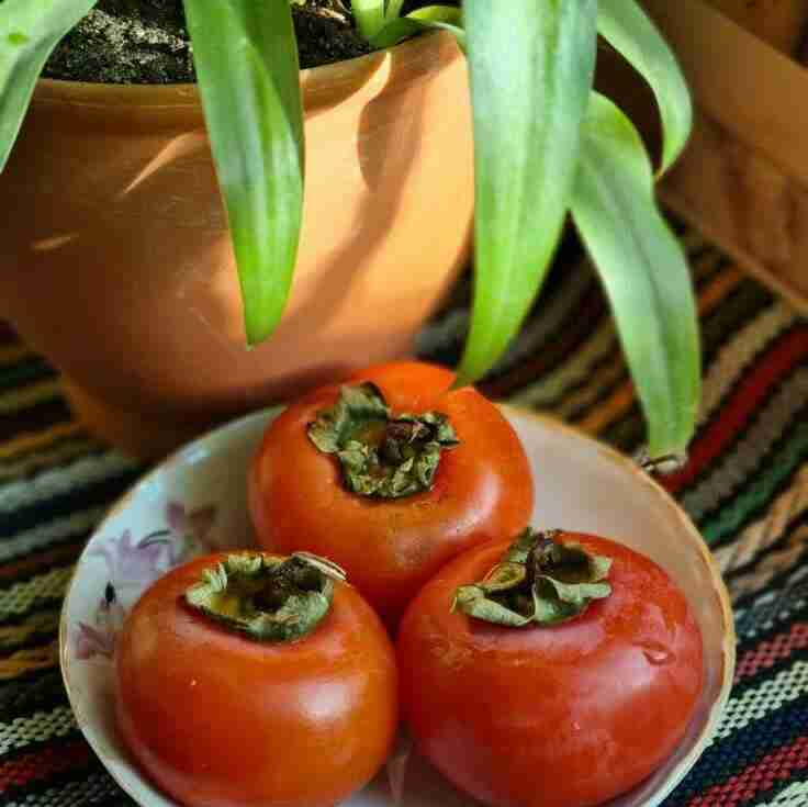 عصرتون بخیر