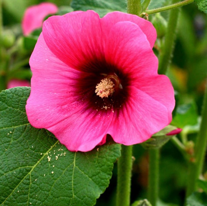 یاحسین شهید