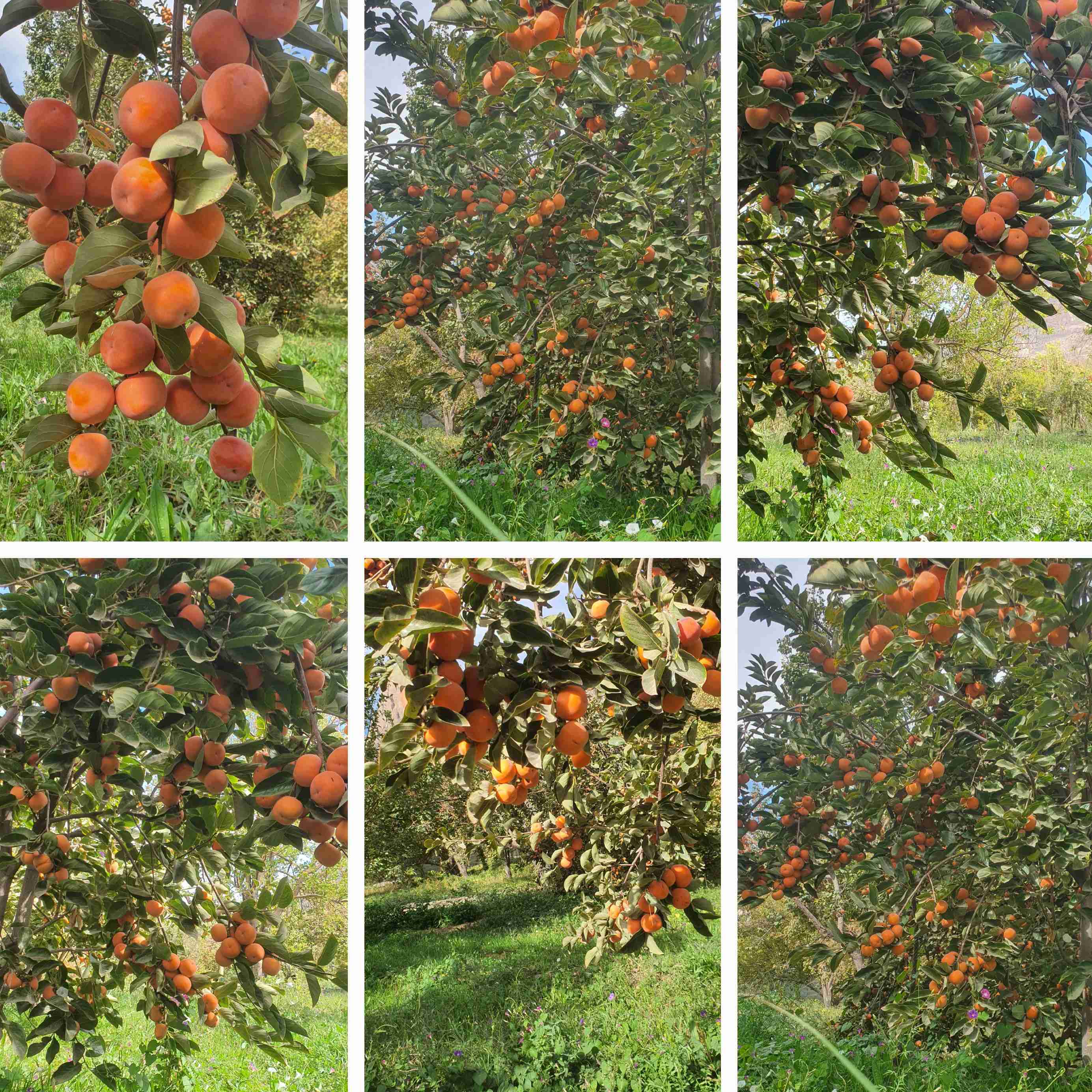 ۲۵ آبان ماه ۱۴۰۴