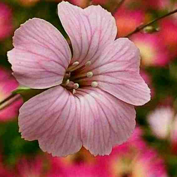 زیباترین حرف ،حق
زیباترین حق ،گذشت

زیباترین رحمت ،باران
زیباترین ڪلمه ،محبت

زیباترین عهـد ،وفـا
زیباترین زینت ،ادب

زیباترین دوست ،مـادر
پس به دنبال زیباترین ها باش