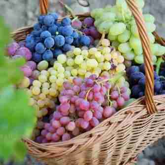 رسول خدا _ انگور ، و خربزه را بیشتر دوست داشت .