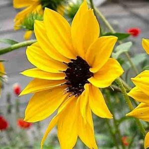 در بازی زندگی یاد میگیری
اعتماد به حرف های قشنگ 
بدون پشتوانه ...مثل آویختن 
به طنابی پوسیدست..‌

یاد میگیری:
نزدیکترین ها به تو ...گاهی 
میتوانند دورترین ها باشند...

یاد میگیری : 
دیوار خوب است...
سایه درخت مطلوب است...
اما هیچ تکیه گاهی ابدی نیست
