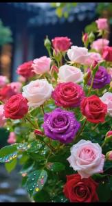 عصر دوستانم بخوشی و زیبایی پاییز🦋⚘🦋⚘