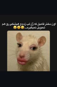 شمام دارین ازشون؟💋