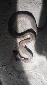 چقدرازاینا پرورش دادم تو آستینم 😂🤣😓،.... 