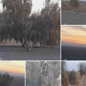 جنگل ملی زواره 