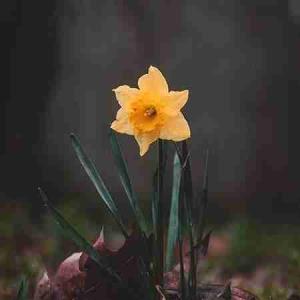 ،
        💕گلی در اعماق جنگل می‌شکفد، بدون آن که کسی قدرش را بداند یا رایحه‌اش را ببوید!🌸🍂
بدون آن که کسی بگوید: «زیباست» 
اما گل به شکوفایی ادامه می‌دهد و رایحه‌اش را تقدیم هستی می‌کند، زیرا شکفتن و عطرافشانی کردن، ماهیت گل است. 🌸🍂
🍁 