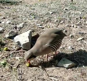 عصرخوش کبک دره ای بدلیل نبودآب ناچاراز خوردن میوه👆👆