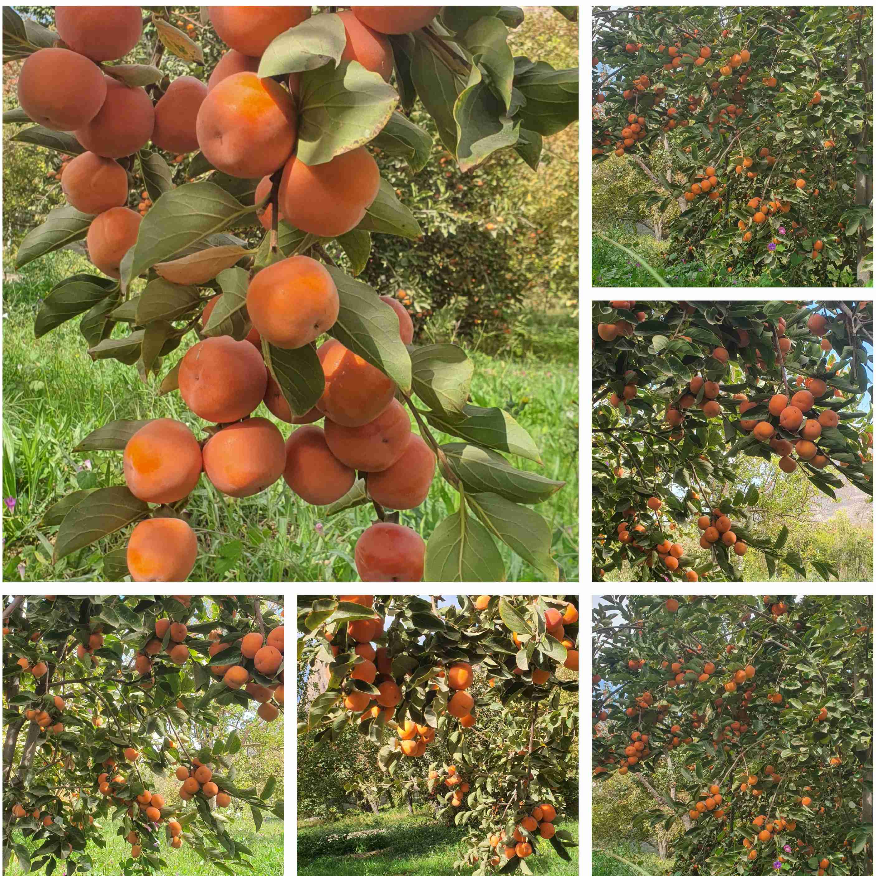 برداشت خرمالو ۲۵آبان 