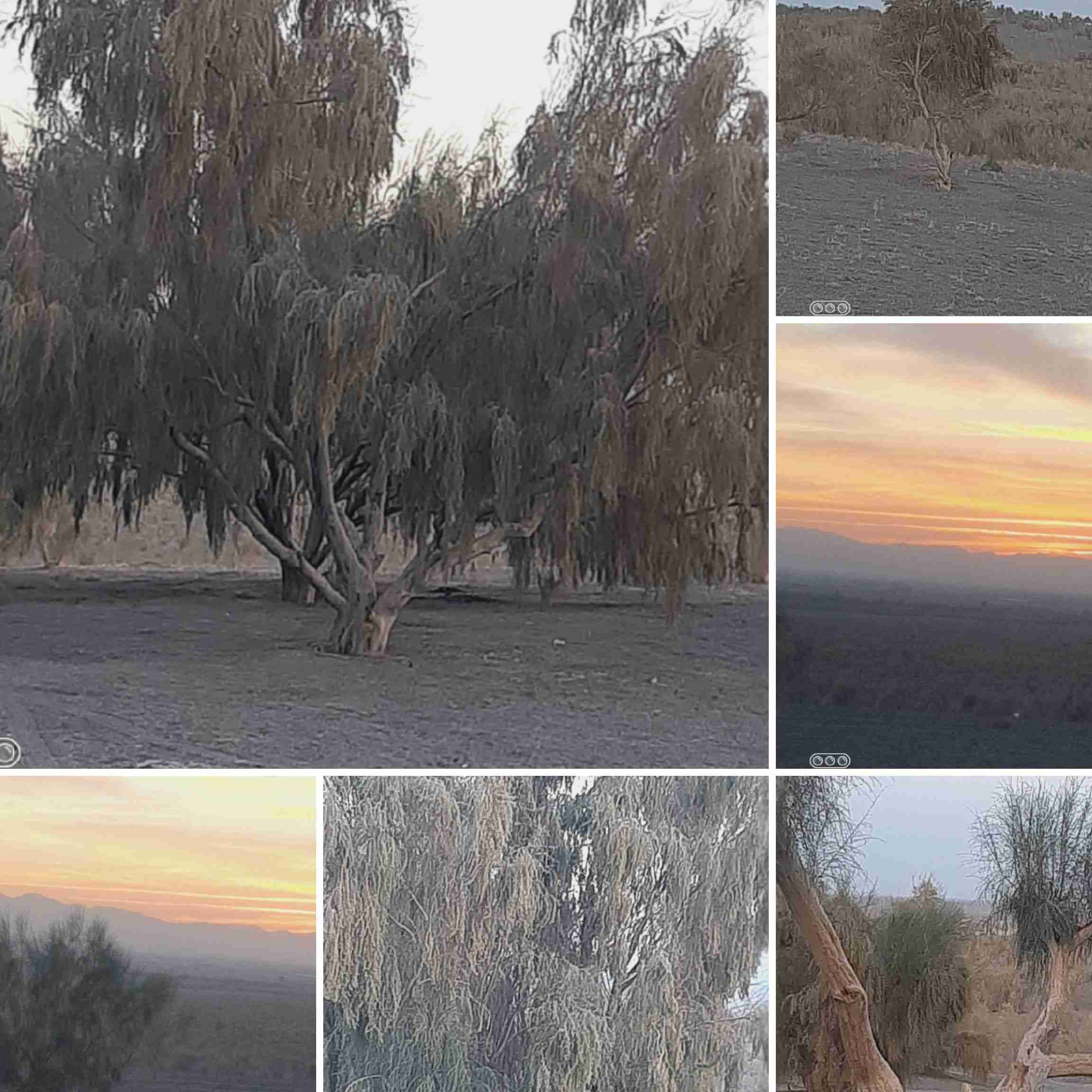 جنگل ملی زواره 