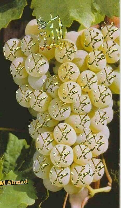 محمد 🌿🕊️🌾