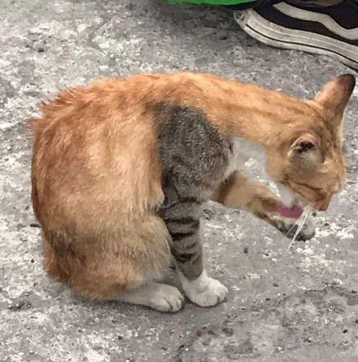 گل گیر سمت شاگرد تعویض