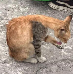 گل گیر سمت شاگرد تعویض