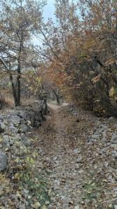 کوچه باغ وپاییز👌🍂🍁🍂🍁