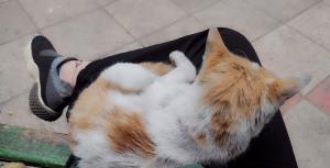 وقتی توو تایم استراحت ورزشت رو میدی به ایشون 👆🐈