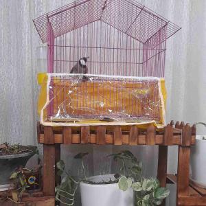 بلبل خرما !!