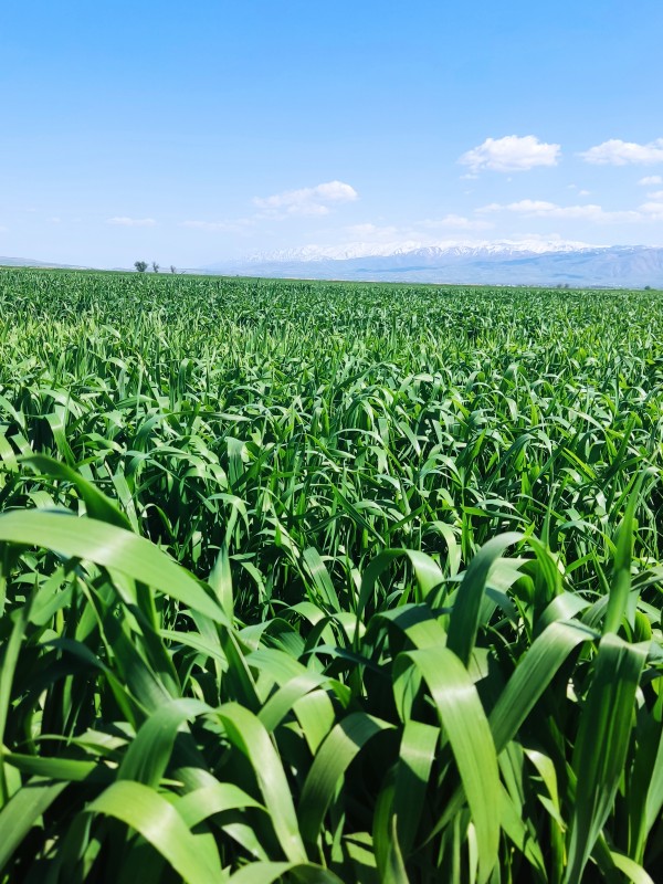 یادش بخیر باران